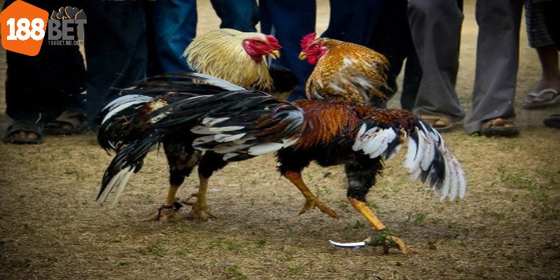 Đá gà cựa sắt