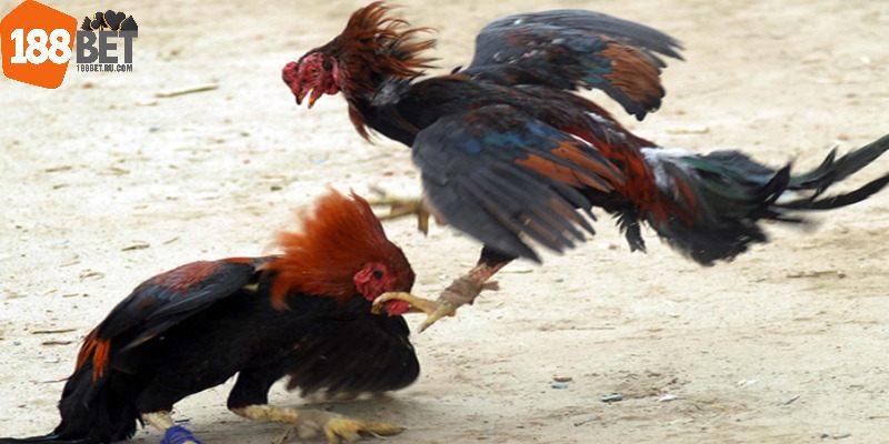 Đá gà nòi cần diện tích chăn nuôi rộng rãi