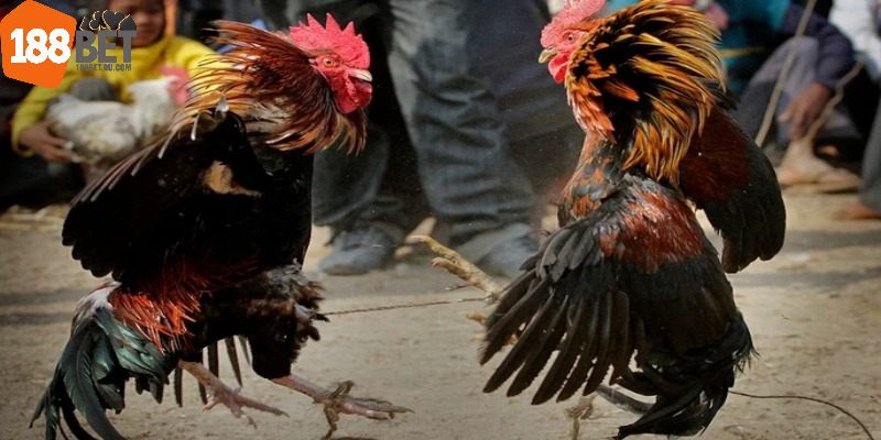Đá gà tre cần phát triển thể lực toàn diện để đạt hiệu quả