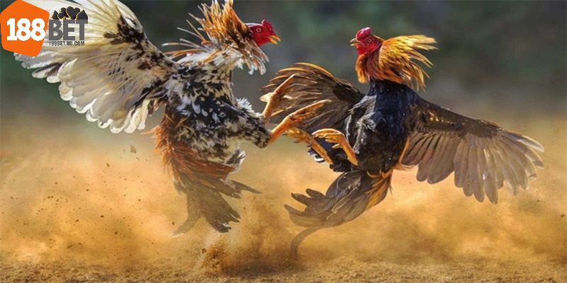 Khái quát sơ lược về sảnh S128 188Bet