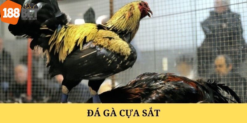 Tổng quan sơ lược về đá gà cựa sắt tại 188Bet