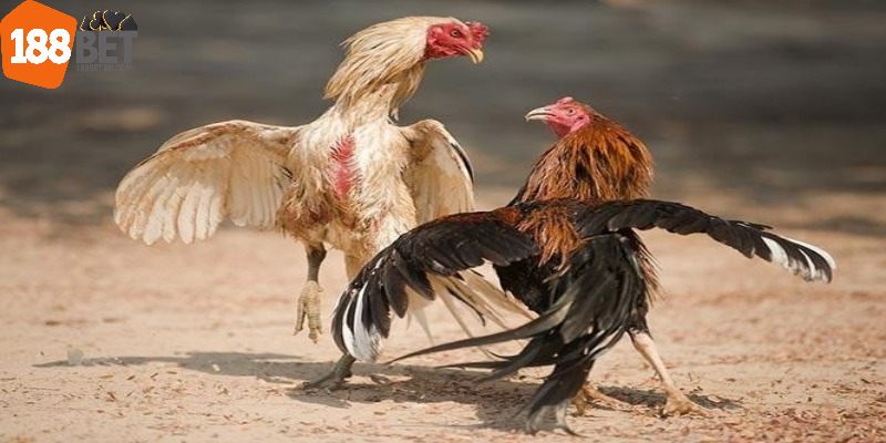 Tổng quan sơ lược về đá gà nòi