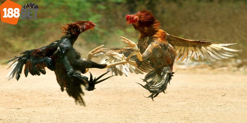 Tổng quan sơ lược về sảnh đá gà 188Bet