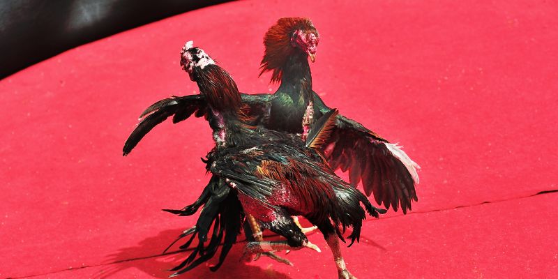 Bí quyết nuôi gà chọi cho bạn