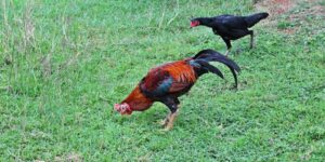 Cách nuôi gà chọi