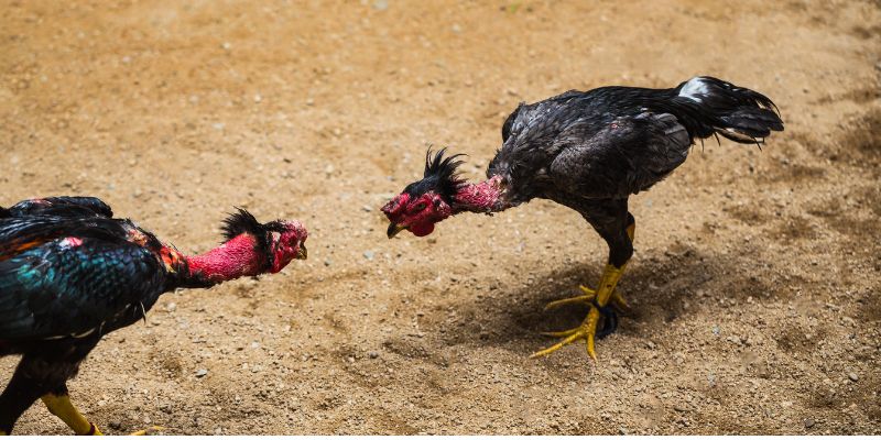 Cách nuôi gà chọi tốt nhất cho bạn