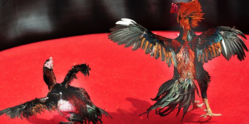 Tổng quan về cách nuôi gà chọi
